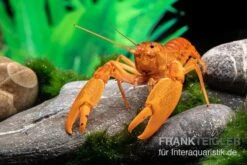 Goldener Cherax, Cherax Cf. Snowden -Wassertierserien Geschäft goldener krebs cherax cf snowden