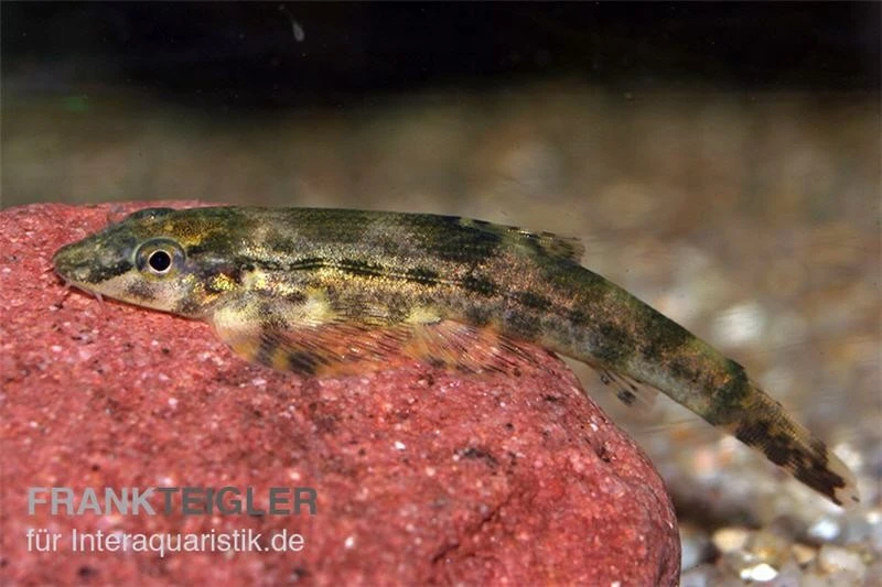 Tweedies Prachtflossensauger, Homaloptera Tweedei 1 Tweedies Prachtflossensauger, Homaloptera Tweedei