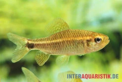 Fleckenschwanzsalmler, Crenuchus Spilurus -Wassertierserien Geschäft ia crenuchus spilurus brasilien frau4