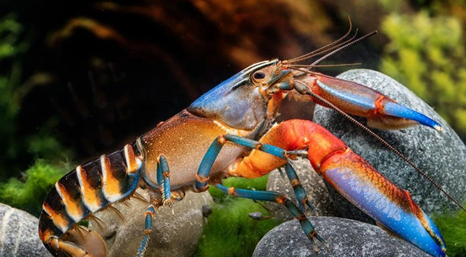 Wassertierserien Geschäft -Wassertierserien Geschäft b26c4dead6786a0ecc1e5fbb575c6e59