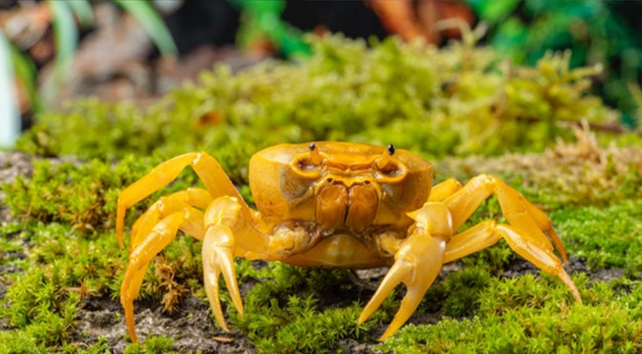 Wassertierserien Geschäft -Wassertierserien Geschäft e95f717f0eaf2c6c5ff2b352facd602c